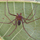 A perigosa aranha marrom