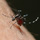 Dia Nacional de Mobilização contra a Dengue