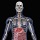 Pesquisadores desenvolvem dispositivo eletrônico que se torna flexível quando implantados no corpo